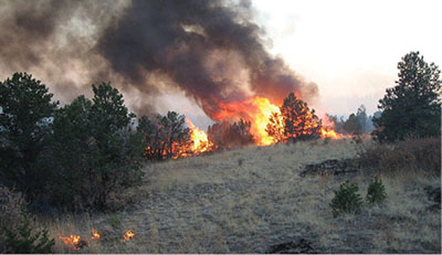Figure 05: Photograph of a controlled burn in piñon-juniper woodland.