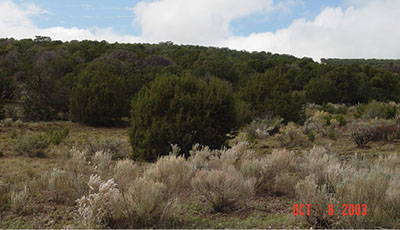 Figure 06: Photograph of a dense piñon-juniper woodland.
