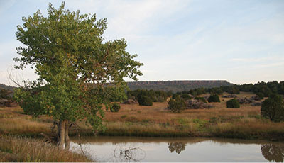 Figure 09: Photograph of a pond with thinned, piled brush in the background.