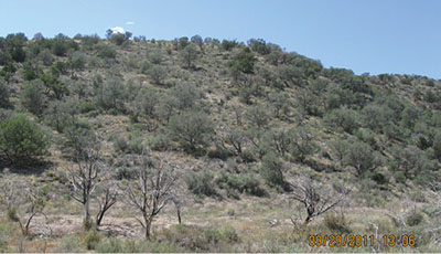 Figure 10: Photograph of thinned piñon-juniper woodland.