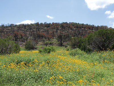 Figure 11: Photograph of a flower-filled meadow with piñon-juniper woodland in the background.