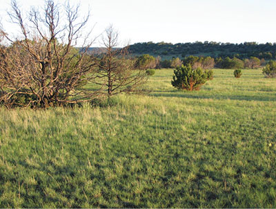 Figure 12: Photograph of an open meadow with piñon-juniper woodland in the background.