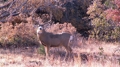 Figure 13: Photograph of a buck mule deer.