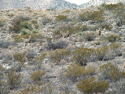 Figure 14: Photograph of several mule deer on creosote shrubland.