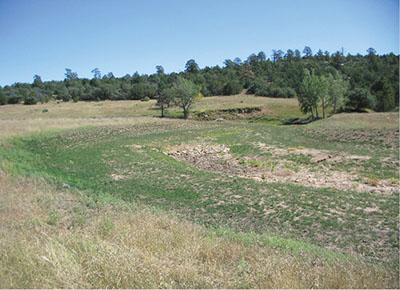 Figure 15: Photograph of an open planting of dryland alfalfa with piñon-juniper woodland in the background.
