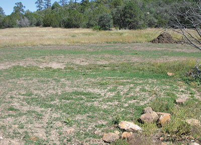 Figure 16: Photograph of an open planting of dryland forage with unthinned piñon-juniper in the background.