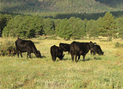 Fig 1. Cattle foraging in a mowed oak stand on Carrizo Valley Ranch, NM.