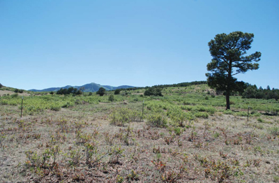 Fig 3. Oak brush was mowed to stimulate shoot production on the Carrizo Valley Ranch in south central New Mexico.
