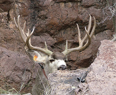 Figure 01: Photograph of a mule deer buck.