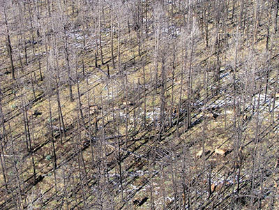 Figure 03: Photograph of an aerial view of elk seen through trees.