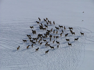 Figure 04A: Photograph of an aerial view of elk on a snowy landscape.