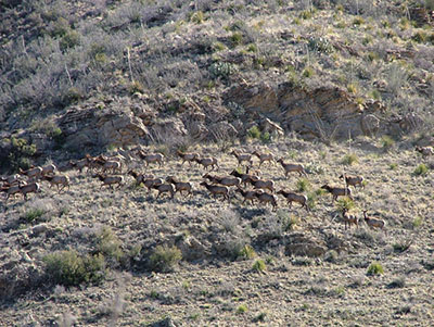 Figure 04B: Photograph of an aerial view of elk on a desert landscape.