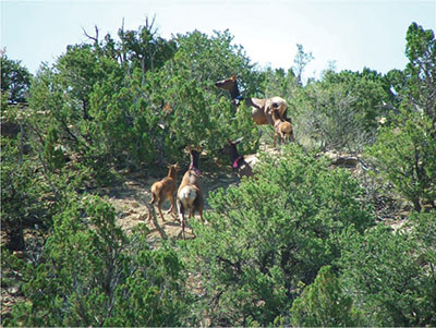 Figure 06: Photograph of an aerial view of several cow elk and juveniles.