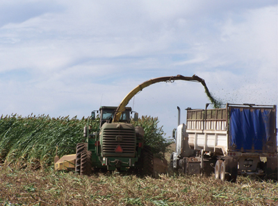 Fig. 1: Photograph of forage sorghum being chopped for ensiling near Clovis, NM.