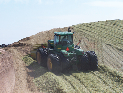 Fig. 3: Photograph of Leveling and packing of chopped material in a silage bunker prior to covering for ensiling.
