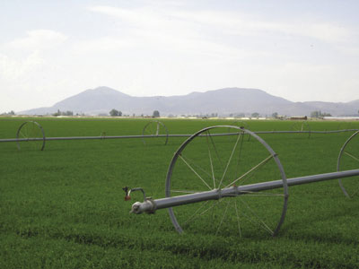 Photo of a field of irrigated alfalfa.