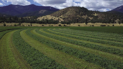 Photo of Alfalfa swath in a field.