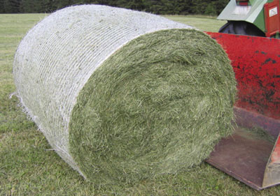 Photo of a round alfalfa hay bale secured with netting.