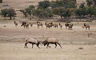 Figure 02: Photograph of two bull elk fighting with several cow elk in the background.