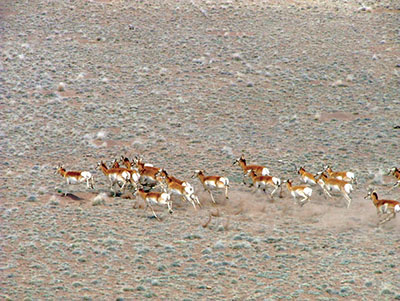 Figure 05: Photograph of a herd of pronghorn.