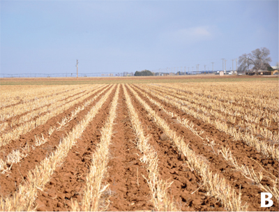 A field where subsoiling was recently performed