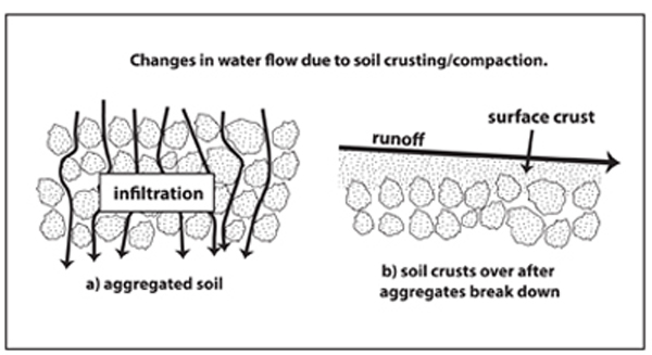  Illustration showing water infiltration and runoff into well-aggregated and weakly aggregated soil. 