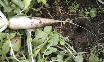 Photograph of forage radish roots breaking compaction layer in the soil. 