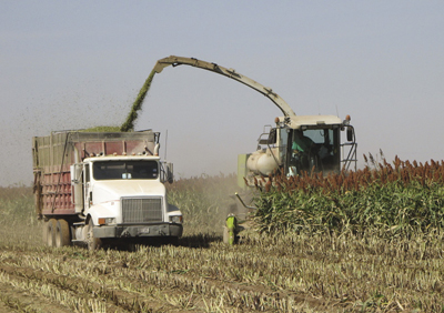 Photograph of sorghum harvest in the field.