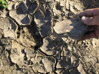 Photograph of soil crust layer on the dry soil surface.