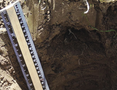 Photograph of compaction layer limiting root growth.