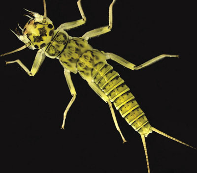 Photograph of a stonefly nymph (Family Perlidae).