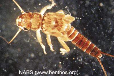 Photograph of a stonefly nymph (Family Perlodidae).