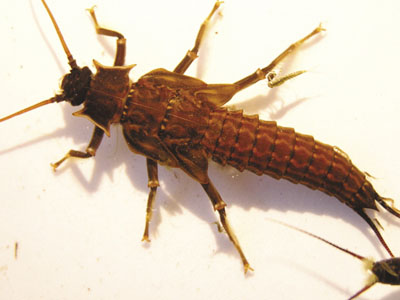 Photograph of a stonefly nymph (Family Pteronarcyidae).