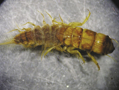 Photograph of an alderfly larva (Family Sialidae).