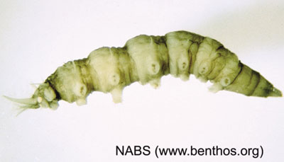 Photograph of a satersnipe larva (Family Athericidae).
