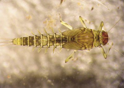 Photograph of a mayfly nymph (Family Baetidae).