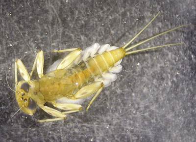 Photograph of a mayfly nymph (Family Heptageniidae).