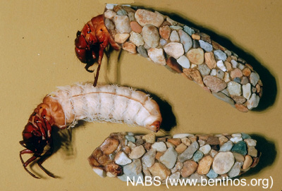 Photograph of a case-building caddisfly (Family Limnephilidae).