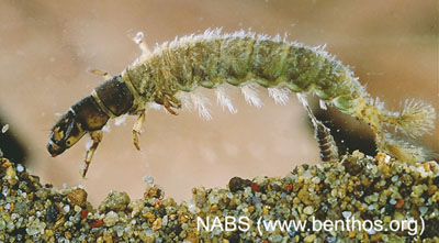 Photograph of a net-spinning caddisfly (Family Hydropsychidae).