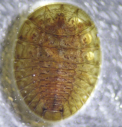 Photograph of a water penny larva (Family Psephenidae) top (dorsal) view.