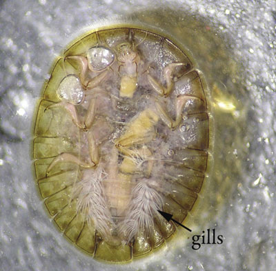 Photograph of a water penny larva (Family Psephenidae) bottom (ventral) view. 