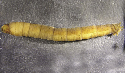 Photograph of a cranefly (Family Tipulidae) larva.