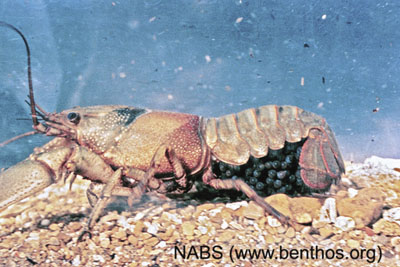 Photograph of an adult female crayfish (Family Cambaridae).