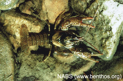 Photograph of an adult crayfish (Family Cambaridae).