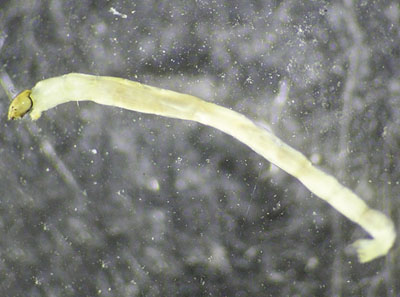 Photograph of a midge larva (Family Chironomidae).
