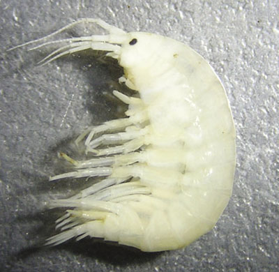 Photograph of an amphipod (Family Gammaridae).