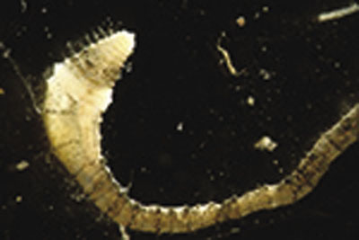 Photograph of an aquatic worm (Family Tubificidae).