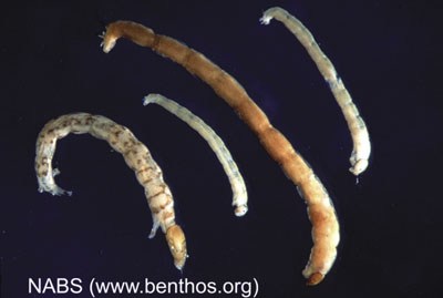 Photograph of a bloodworm midge.