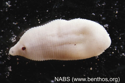 Photograph of a leech (Family Glossiphoniidae) adult.