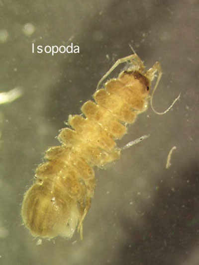 Photograph of an isopod adult.